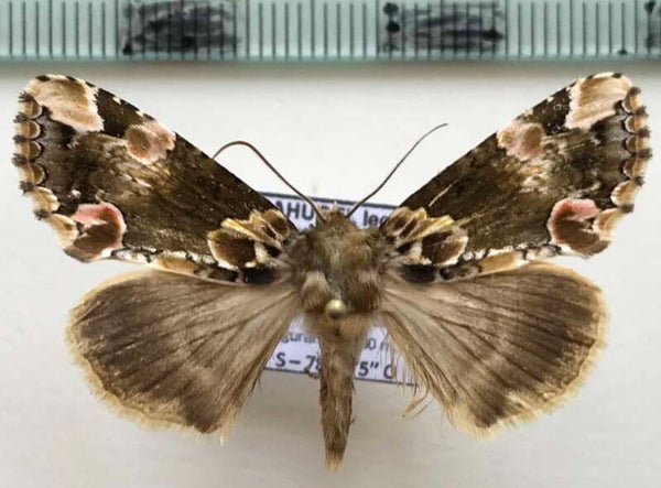 Thyatira mexicana mâle Equateur