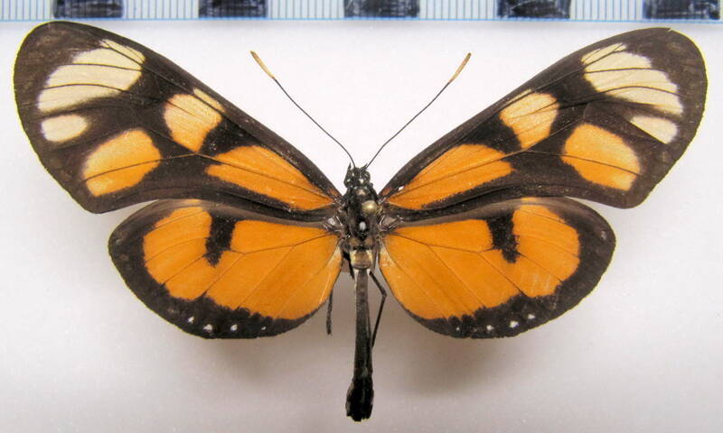 thyridia_psidii_aedesia_f_col-standard.jpg