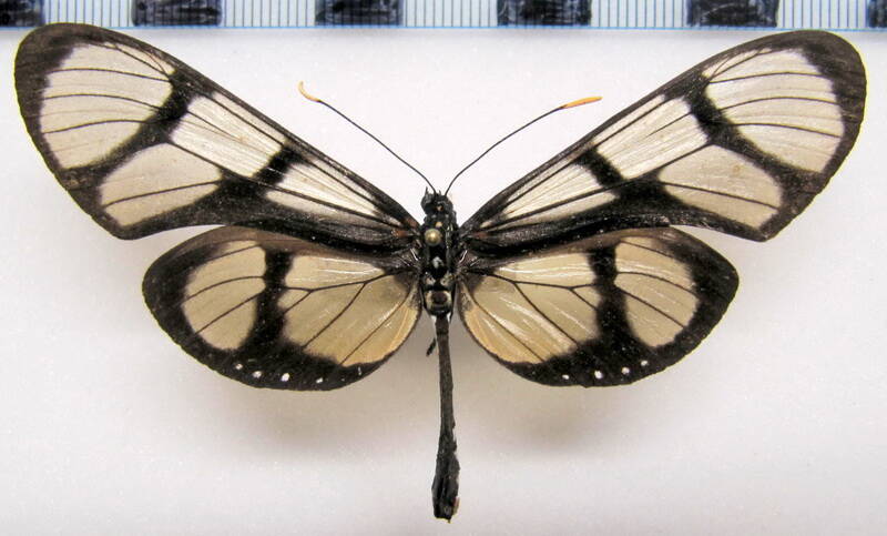 thyridia_psidii_ssp01_f_bol-standard.jpg