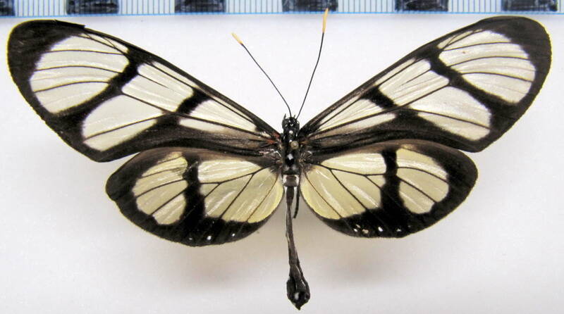 thyridia_psidii_ssp02_f_perou-standard.jpg