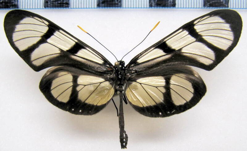 thyridia_psidii_ssp02_m_perou-standard.jpg