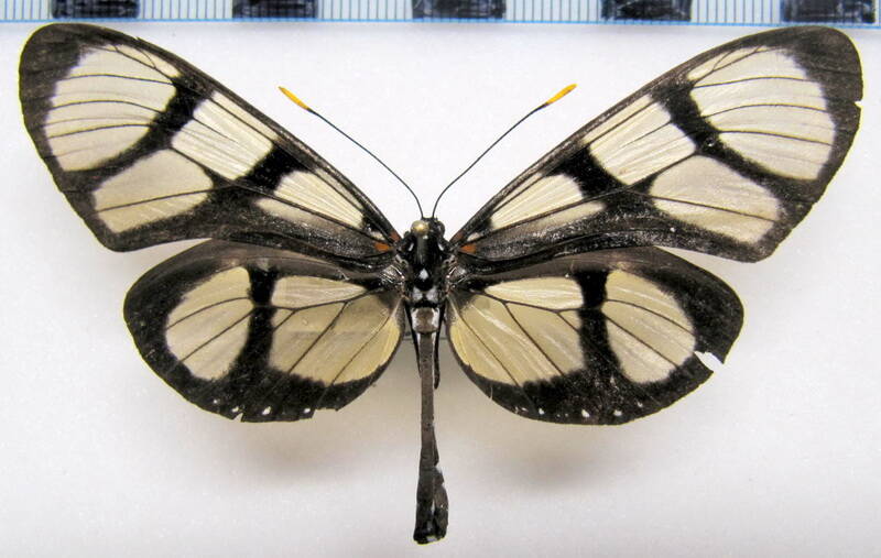 thyridia_psidii_ssp03_m_eq-standard.jpg