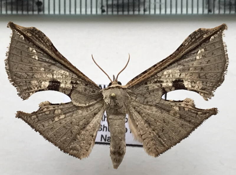 thyrididae_sp235_m02_eq-standard.jpg