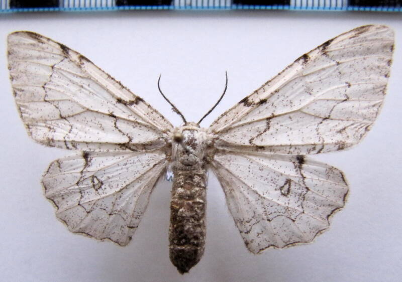 thyrinteina_arnobia_f01_gf-standard.jpg
