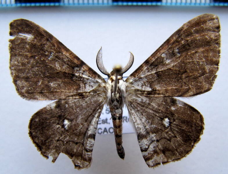 thyrinteina_arnobia_m02_gf-standard.jpg