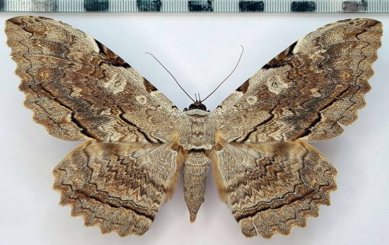 thysania_zenobia_f02_Equateur