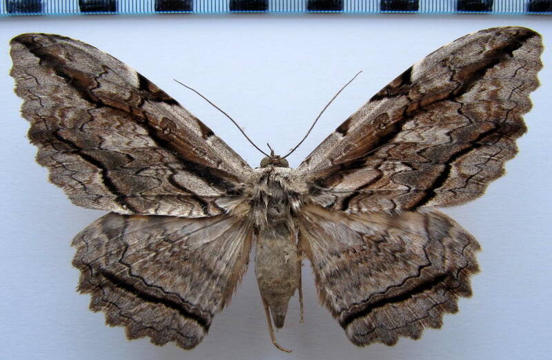 thysania_zenobia_Mexique