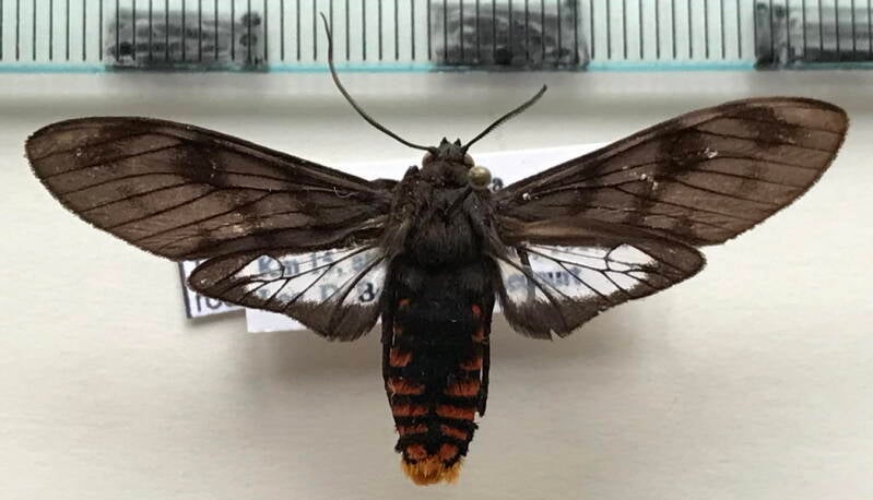 thysanoprymna_cepiana_m_col-standard.jpg