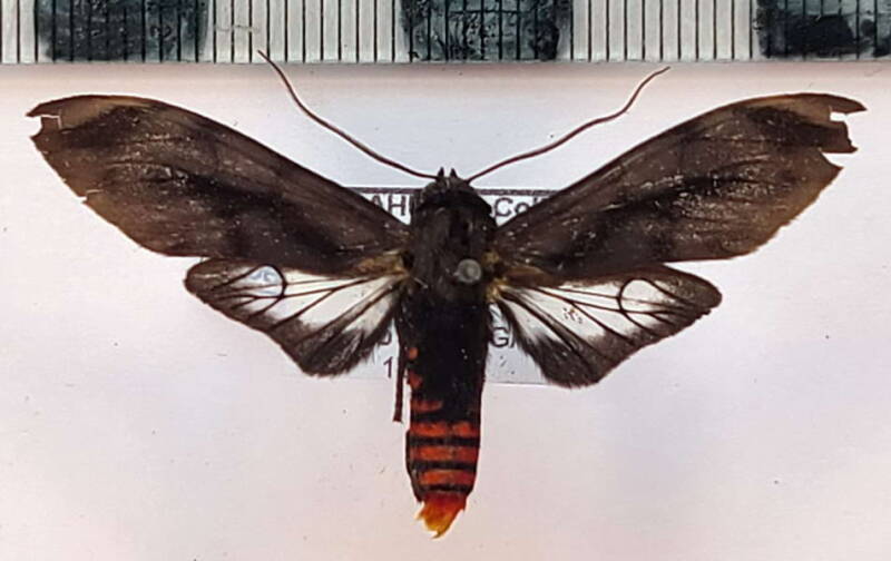 thysanoprymna_superba_m_vnz-standard.jpg