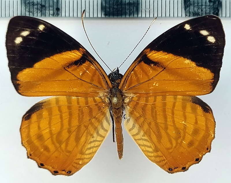 tigridia_acesta_fulvescens_m03_per-standard.jpg