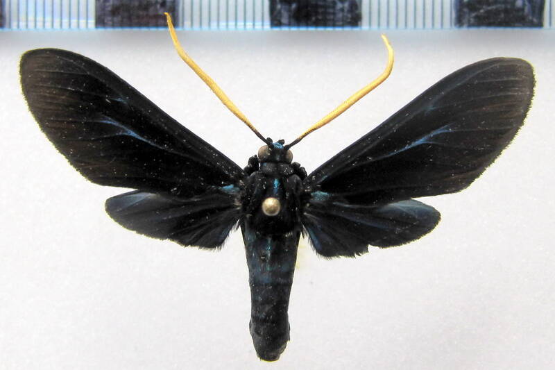 timalus_caeruleus_gf_r-standard.jpg