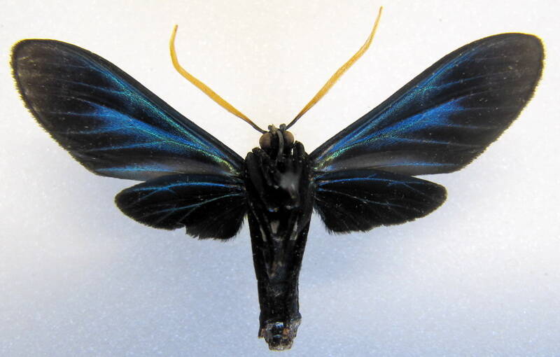 timalus_caeruleus_gf_v-standard.jpg
