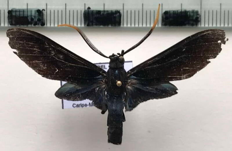 timalus_caeruleus_m_venz-standard.jpg