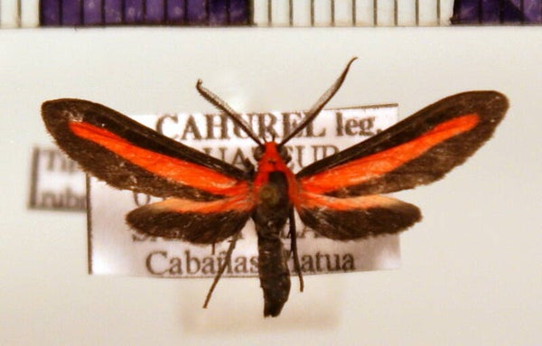 Tipulodes rubriceps mâle A1- Equateur