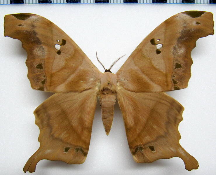 titaea_tamerlan_amazonensis_gf_m-standard.jpg