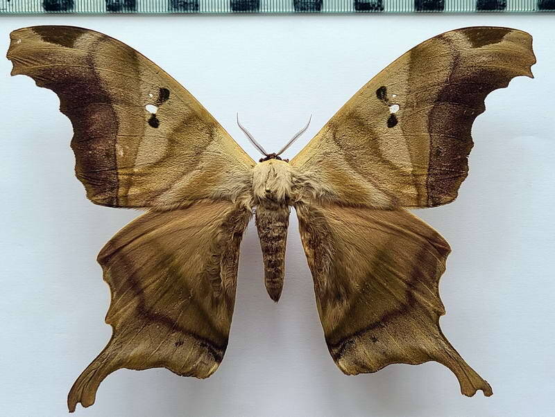 titaea_tamerlan_nobilis_m_eq-standard.jpg