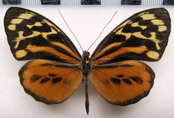 Tithorea harmonia hermias femelle A1- Equateur