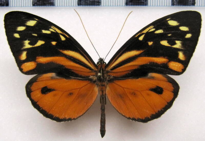tithorea_harmonia_hermias_m01_perou-standard.jpg