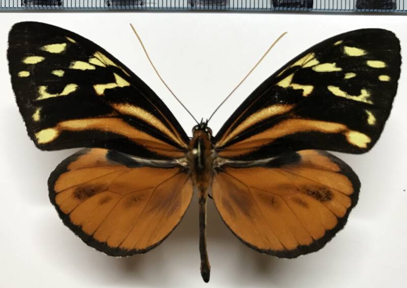 tithorea_harmonia_hermias_m03_eq-standard-kodsad.jpg