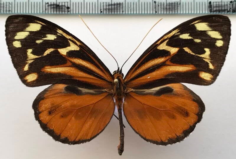 tithorea_harmonia_hermias_m_col-standard.jpg