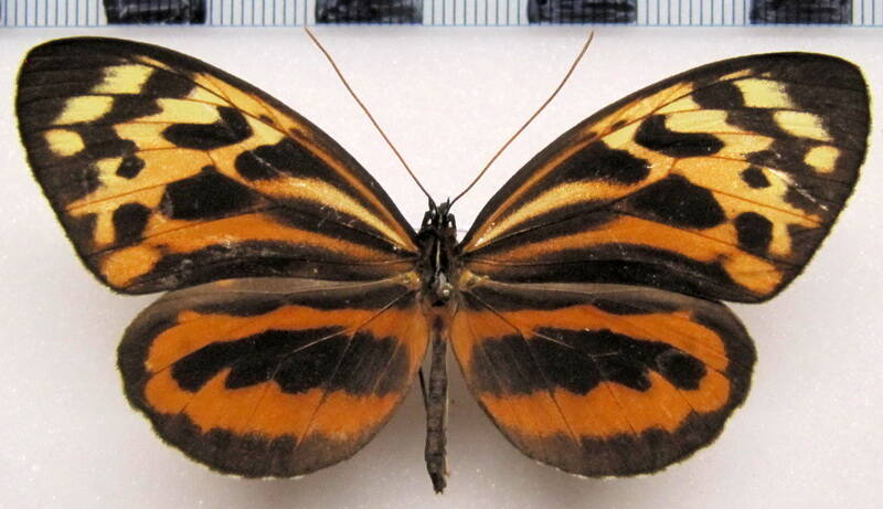 tithorea_harmonia_martina_f_perou-standard.jpg