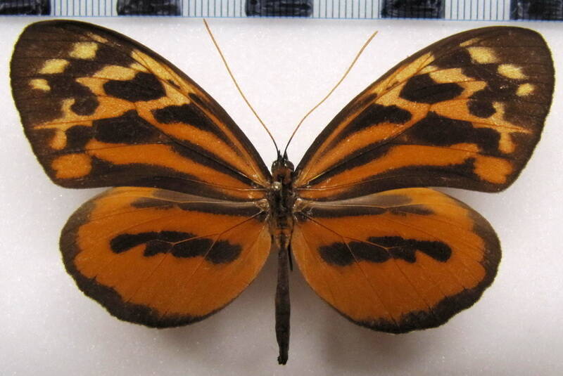 tithorea_harmonia_melanina_f_perou-standard.jpg