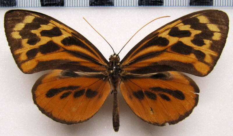 tithorea_harmonia_melanina_m_perou-standard.jpg