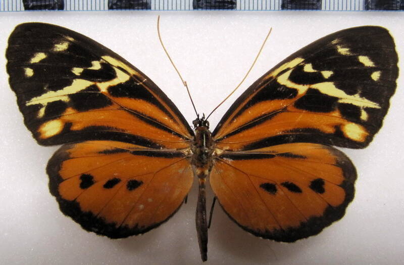 tithorea_harmonia_pseudonyma_f02_perou-standard.jpg