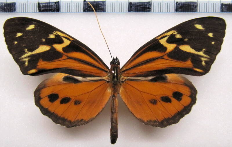 tithorea_harmonia_pseudonyma_m01_perou-standard.jpg