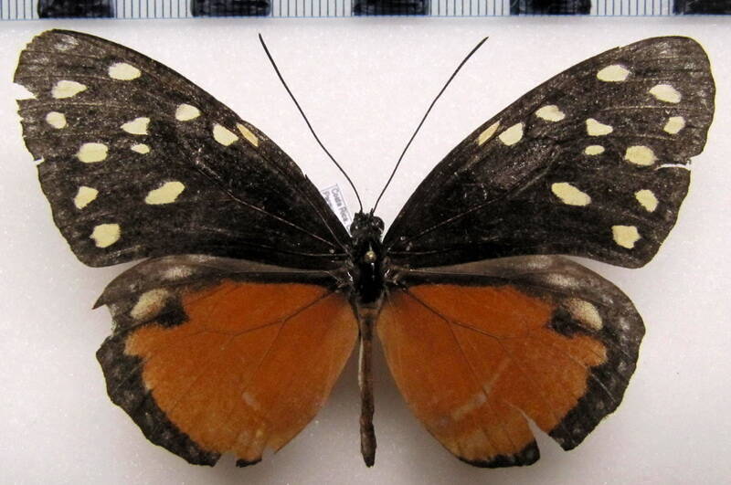 tithorea_tarricina_pinthias_f_costarica-standard.jpg