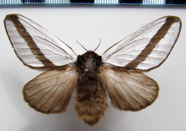 Titya noctylux mâle Guyane française