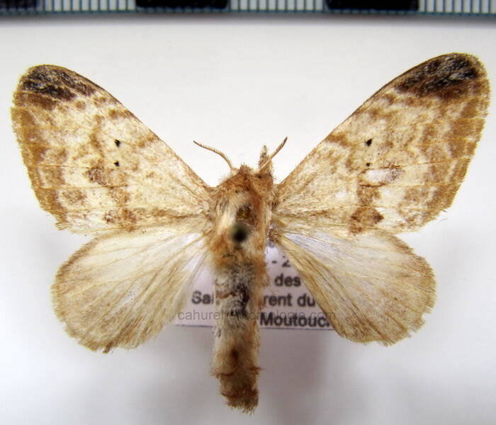 tolype_denormata_Guyane fr