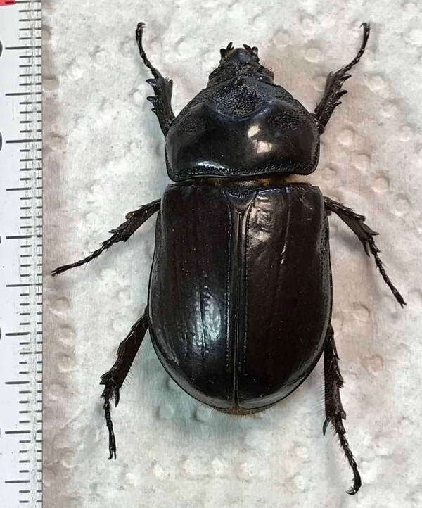 tomarus_tuberculatus_m_Equateur