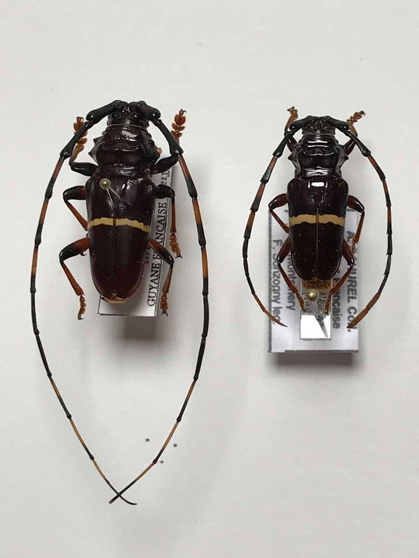 Trachyderes succintus couple Guyane française