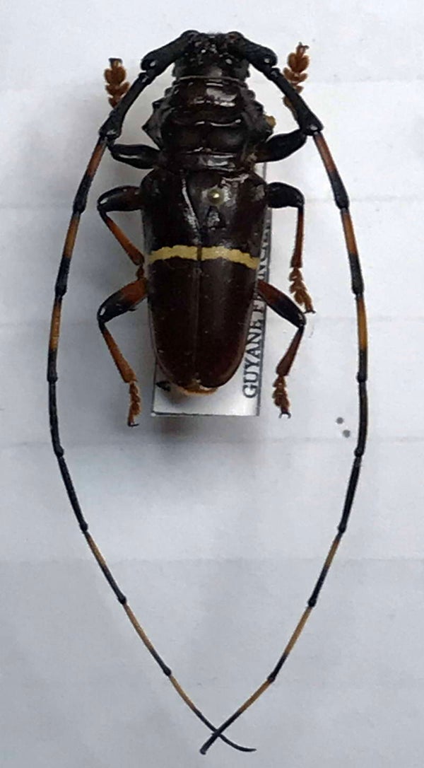 Trachyderes succintus mâle Guyane française