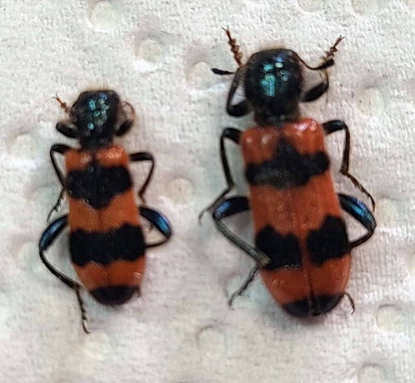 Trichodes apiarius  duo  Italie