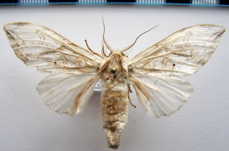trichomaplata_andromede_gf-standard.jpg