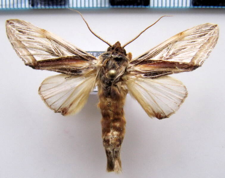 trichomaplata_vittata_gf-standard.jpg