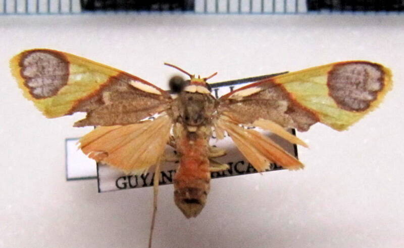 trichromia_albicollis_m_gf-standard.jpg