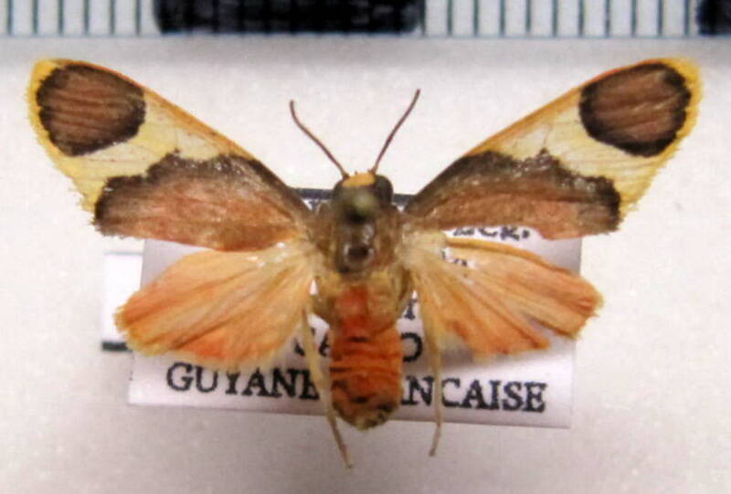 trichromia_androconiata_m_gf-standard.jpg