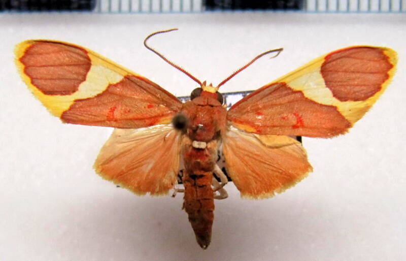 trichromia_aurantipennis_m_gf-standard.jpg