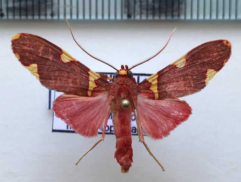 trichromia_cardinalis_m03_gf-standard.jpg