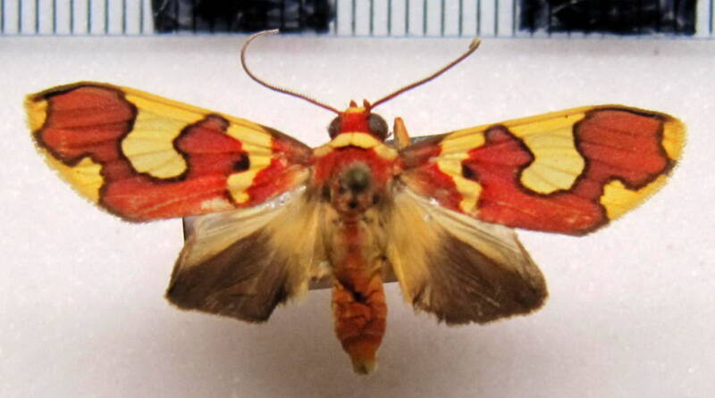 trichromia_coccinata_m_gf-standard.jpg