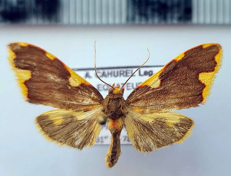 trichromia_declivis_m_eq-standard.jpg