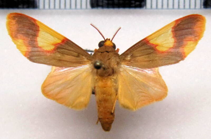 trichromia_gaudialis_m_gf-standard.jpg