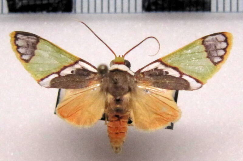 trichromia_hampsoni_m_gf-standard.jpg