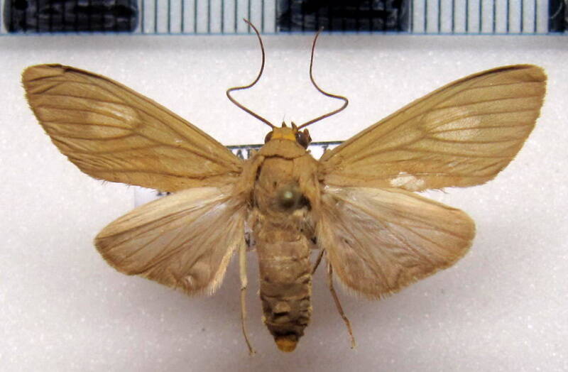 trichromia_leucoplaga_f_gf-standard.jpg