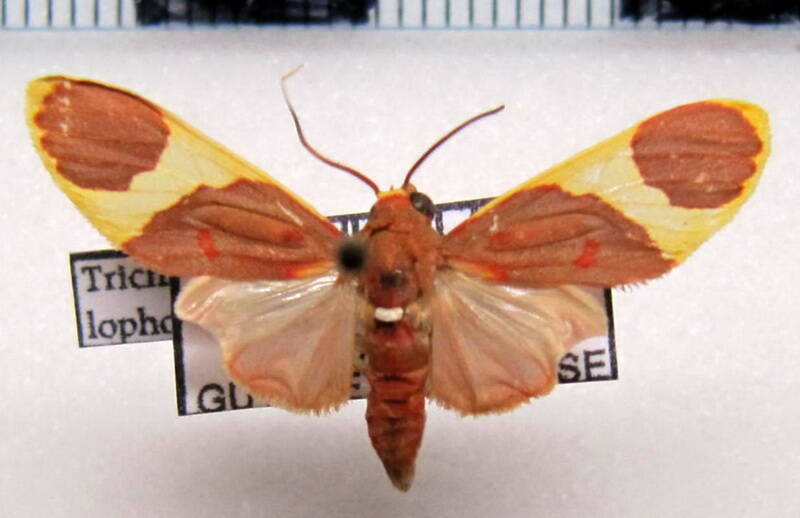 trichromia_lophosticta_m_gf-standard.jpg