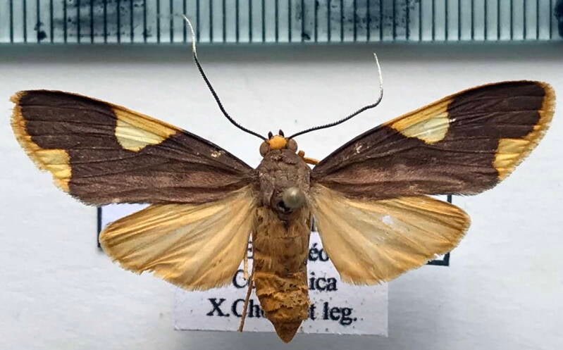 trichromia_onytes_f_Costa Rica
