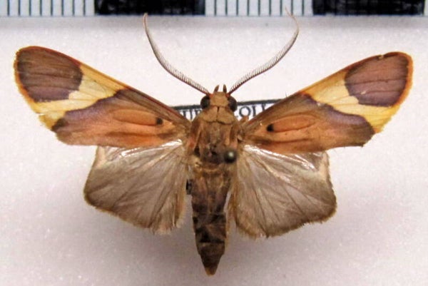 Trichromia onytes mâle A1-  Bolivie